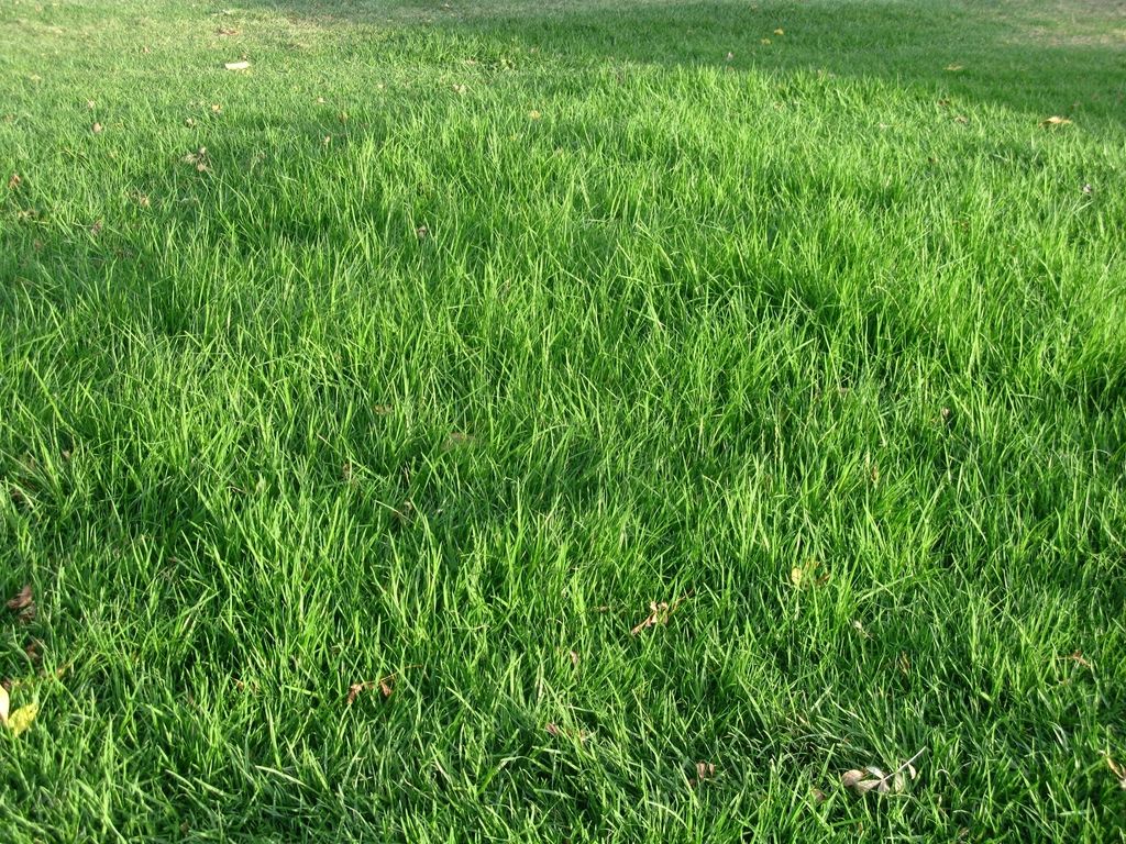The golf course, looking down the fairway