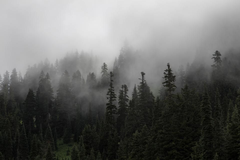 The forest around the property